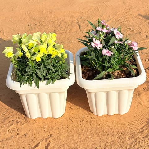 Set of 2 - Antirrhinum Majus / Dog Flower (any colour) & Dianthus (any colour) in 8 Inch White Heavy Square Plastic Pot