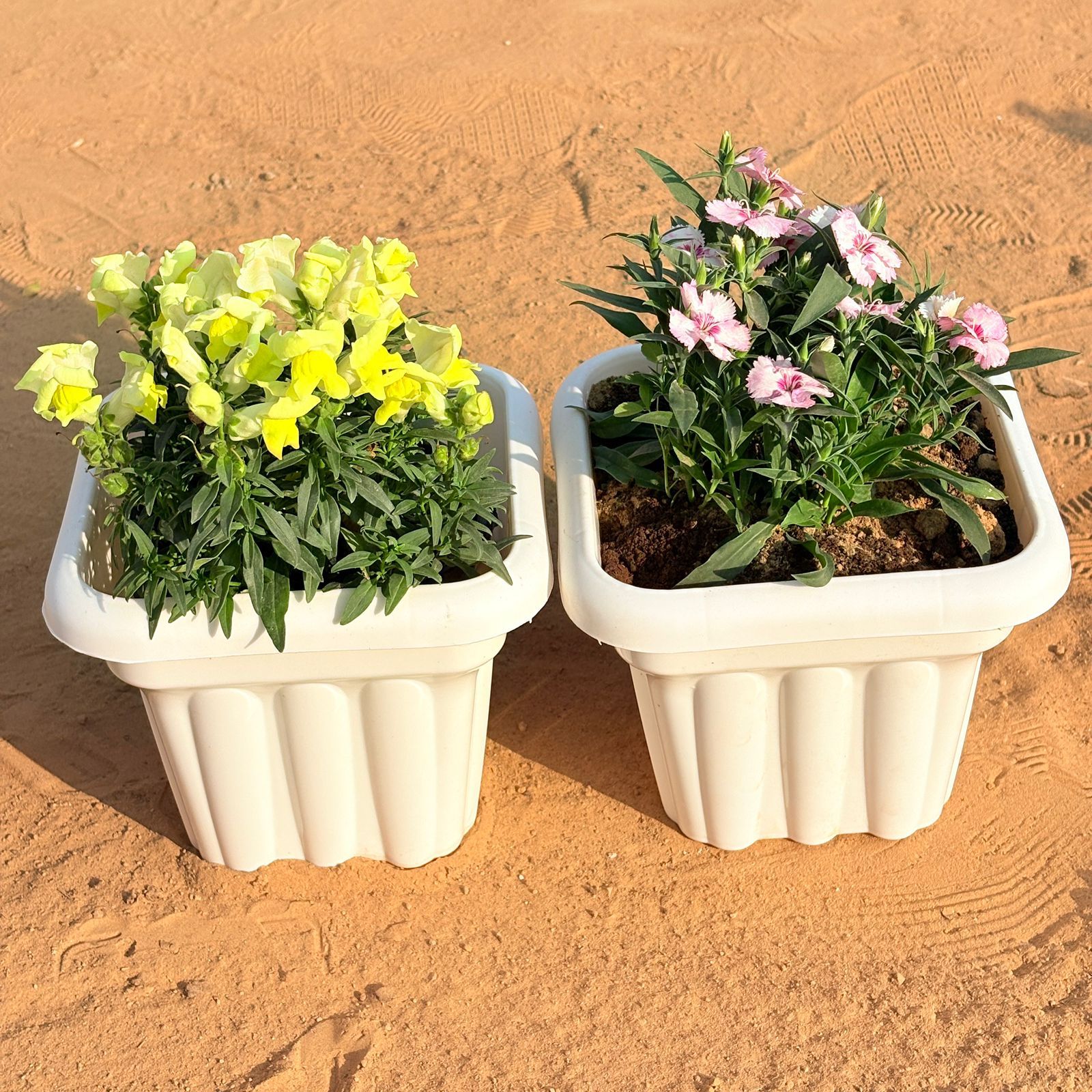Set of 2 - Antirrhinum Majus / Dog Flower (any colour) & Dianthus (any colour) in 8 Inch White Heavy Square Plastic Pot