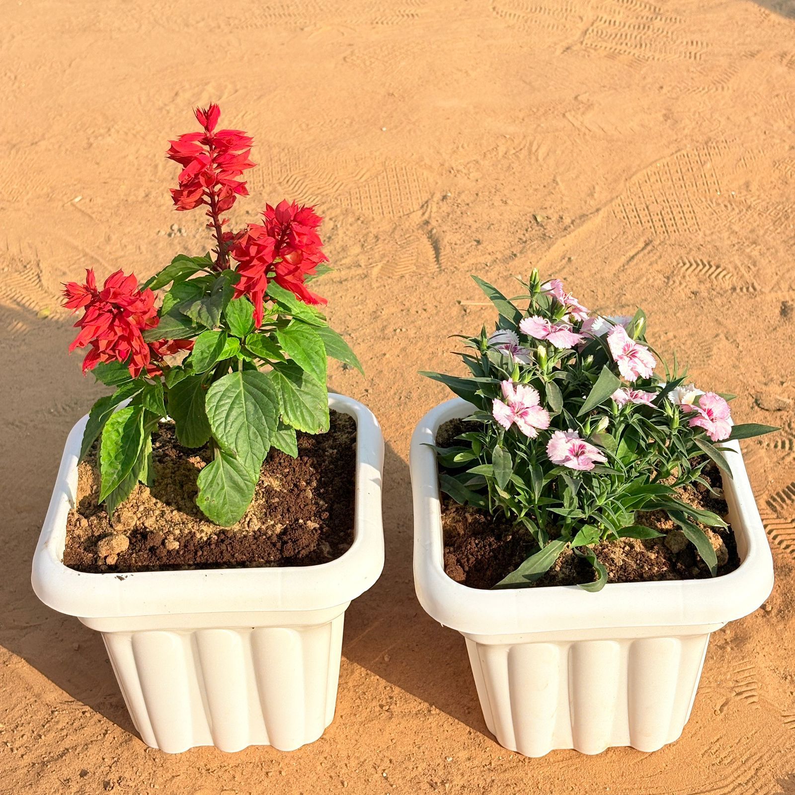 Set of 2 - Salvia Red & Dianthus (any colour) in 8 Inch White Heavy Square Plastic Pot