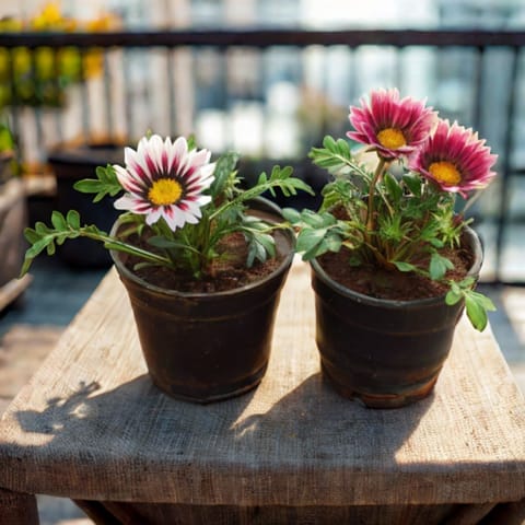 Winter Bloom Set of 2 - Gazania (Any Colour) in 4 Inch Nursery Pot