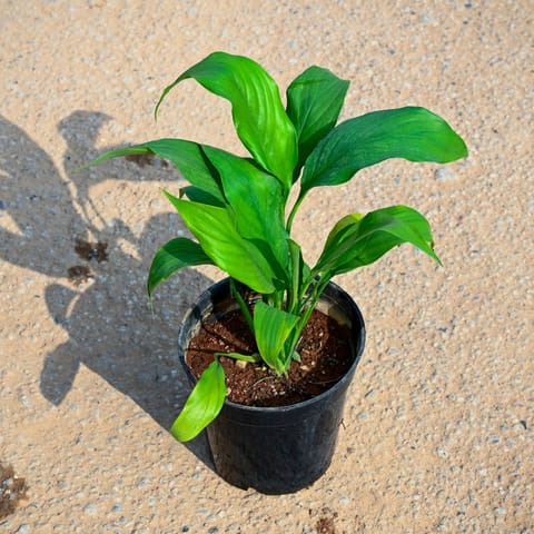 Peace Lily in 4 Inch Nursery Pot