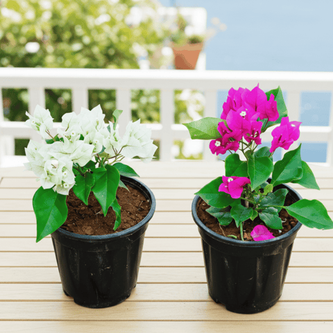 Set of 2 - Bougainvillea (White & Pink) in 5 Inch Nursery Pot