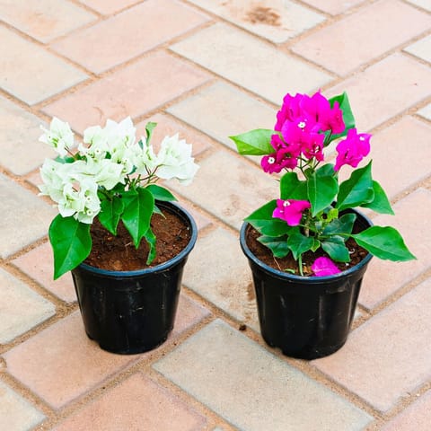 Set of 2 - Bougainvillea (White & Pink) in 5 Inch Nursery Pot