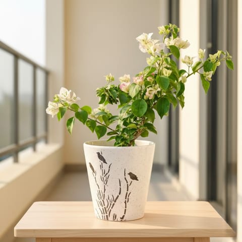 Bougainvillea Multicolour in 7 Inch Wild Bloom Cup Style Ceramic Pot (Any Colour)