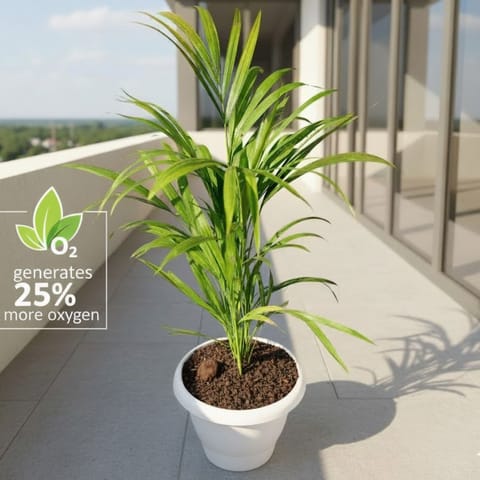 Areca (~ 2.5 Ft) in 8 Inch White Classy Plastic Pot