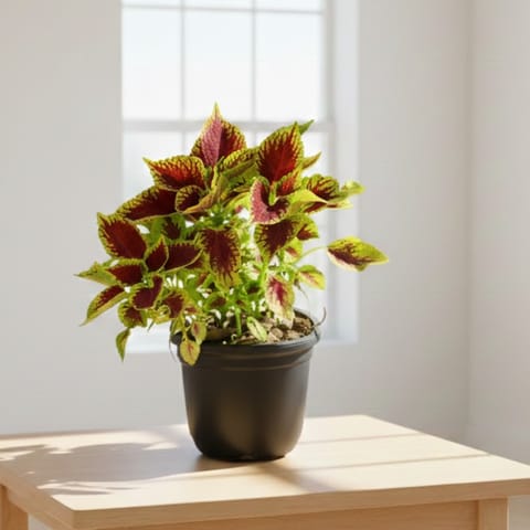 Coleus (Any Colour) in 4 Inch Nursery Pot