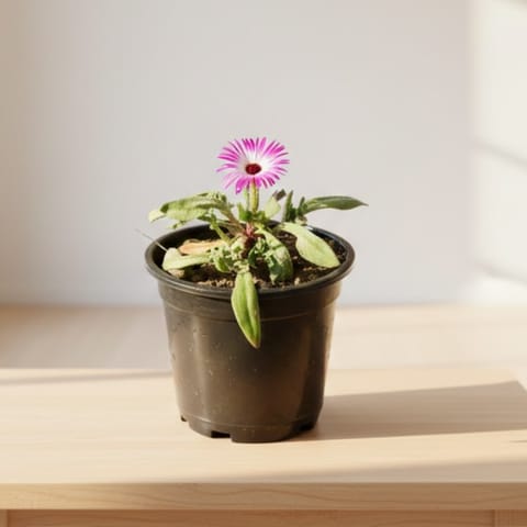 Ice Plant (any colour) in 4 Inch Nursery Pot