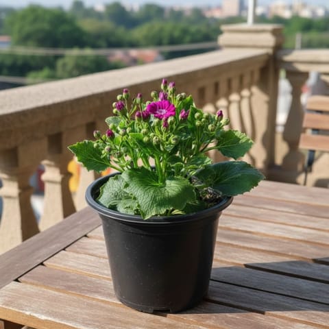 Cineneria (Any Colour) in 5 Inch Nursery Pot