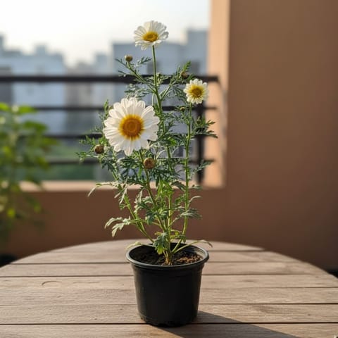 Baboon Flower (any colour) in 6 Inch Nursery Pot