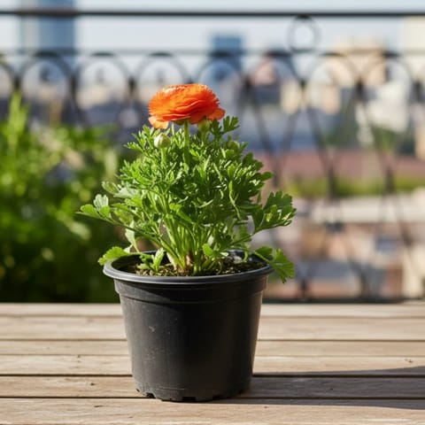 Ranunculus / Buttercup (any colour) in 6 Inch Nursery Pot