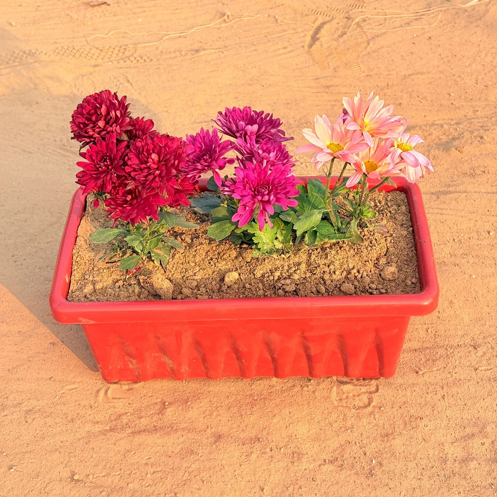 Three Chrysanthemum / Guldawari / Guldaudi (any colour) in 14 Inch Red Premium Jupiter Rectangular Window Planter