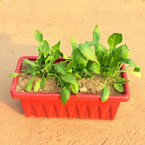 Three Palak / Spinach Plant in 14 Inch Red Premium Jupiter Rectangular Window Planter