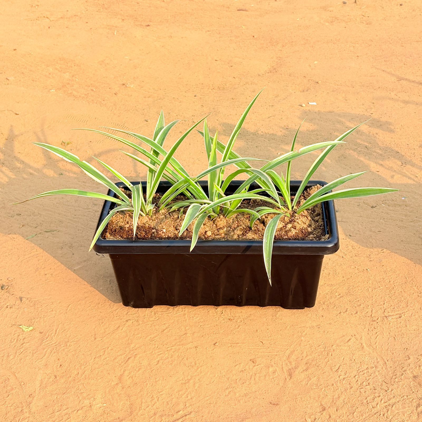 Three Spider Plant in 14 Inch Black Premium Jupiter Rectangular Window Plastic Pot