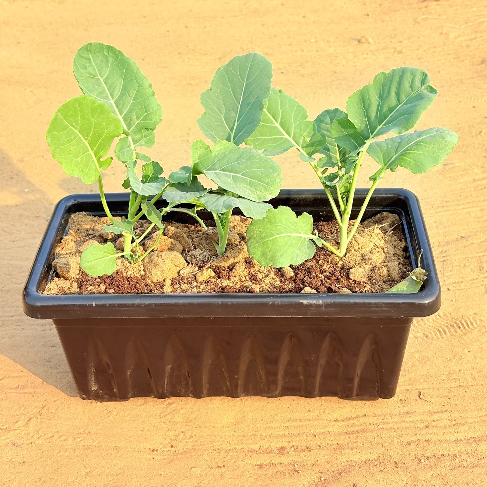 Three Broccoli / Gobhi Plant in 14 Inch Black Premium Jupiter Rectangular Window Plastic Pot