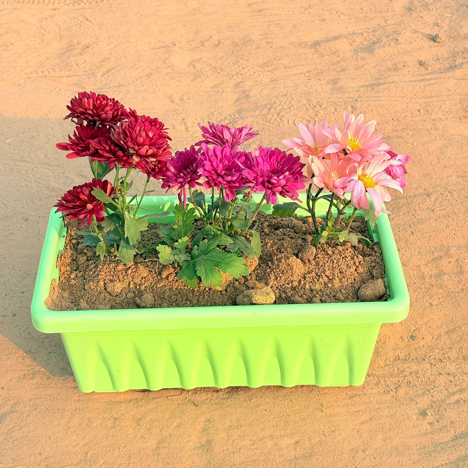 Three Chrysanthemum / Guldawari / Guldaudi (any colour) in 14 Inch Green Premium Jupiter Rectangular Window Planter