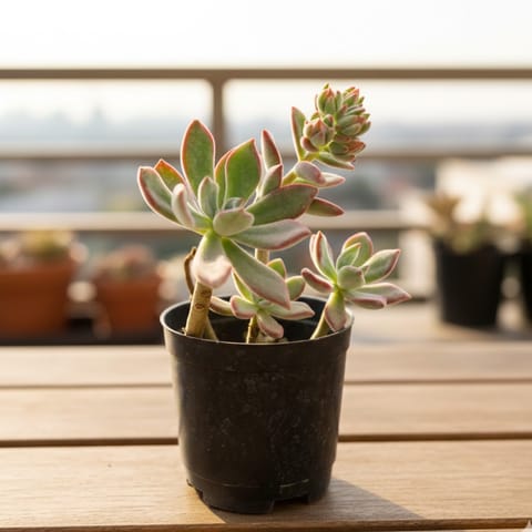 Echeveria Red Succulent in 4 Inch Nursery Bag