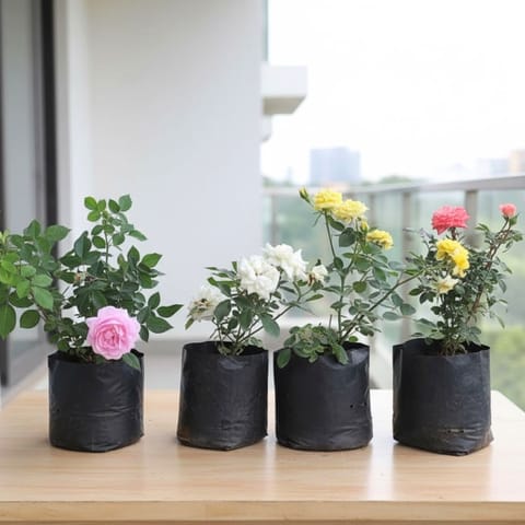 The Roseful Combo - Set of 4 - Rose (multicolours) in 6 Inch Nursery Bag