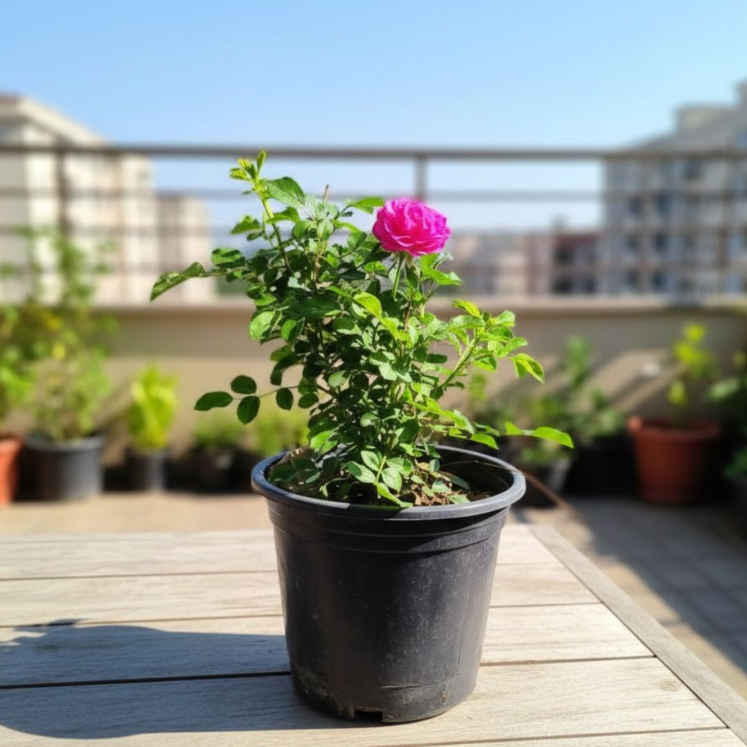 Button Rose (any colour) in 6 Inch Nursery Pot