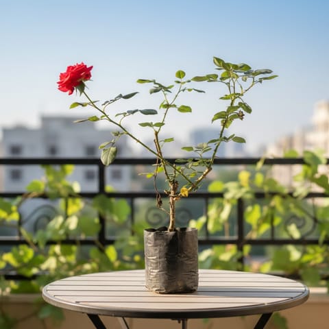 Rose Red in 6 Inch Nursery Bag