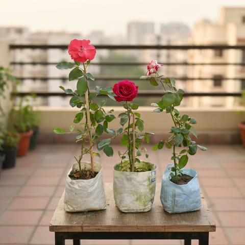 Roses Delight Set of 3 - Roses (any colour) in 5 Inch Nursery Bag