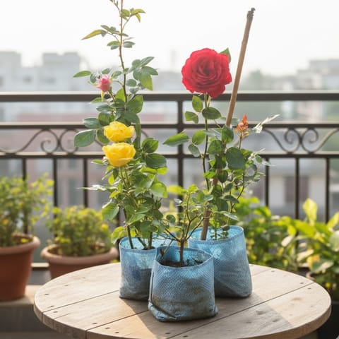 Roses Delight Set of 3 - Rose (multicolours) in 6 Inch Nursery Bag