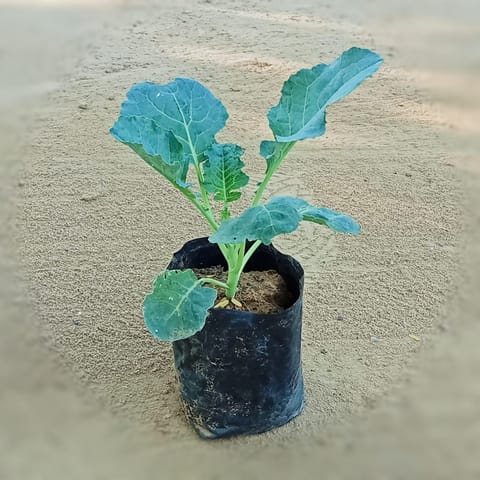 Broccoli / Gobhi in 4 Inch Nursery Bag