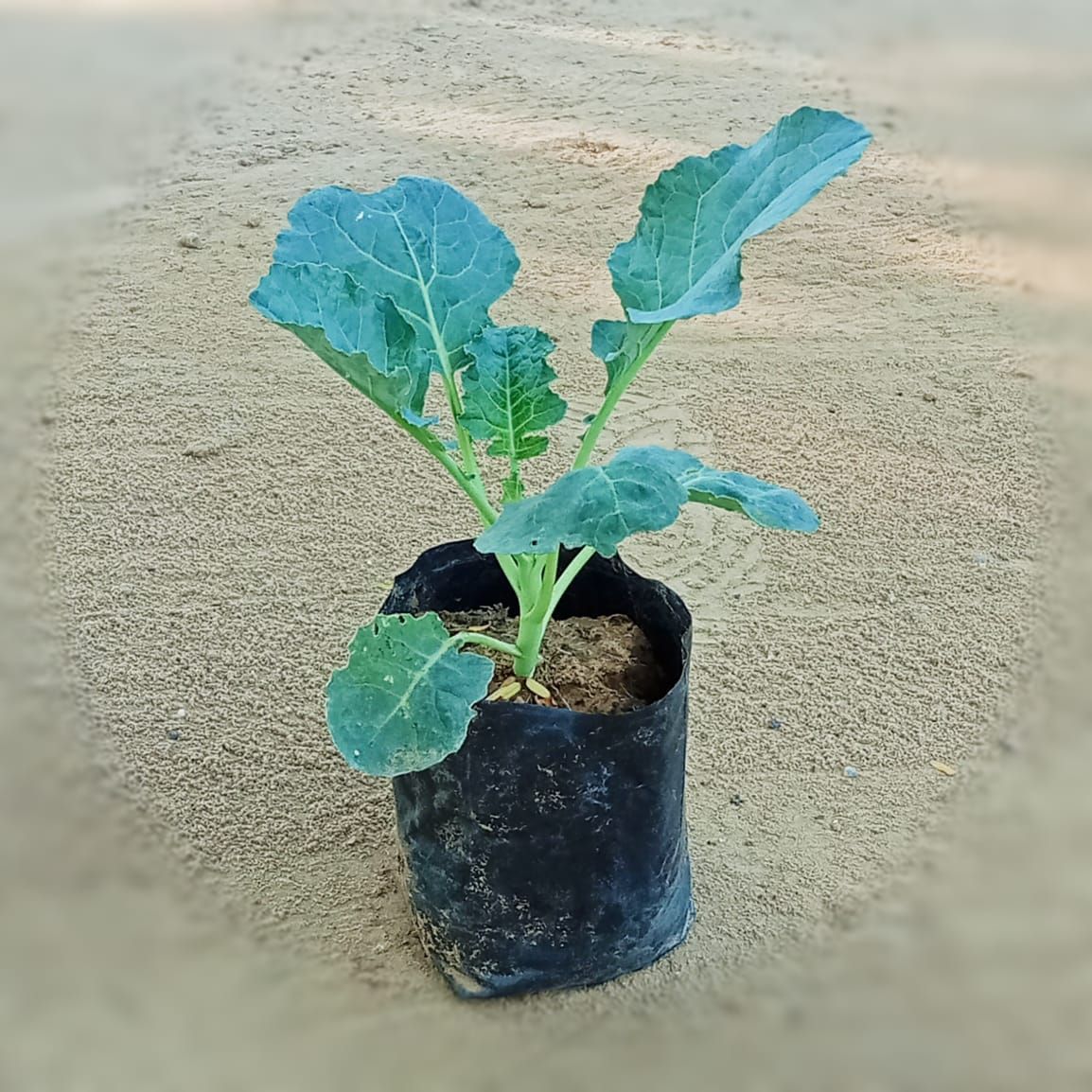 Broccoli / Gobhi in 4 Inch Nursery Bag