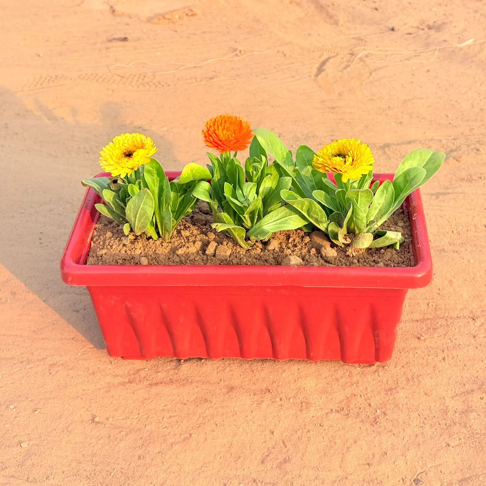 Three Calendula (Any Colour) in 14 Inch Red Premium Jupiter Rectangular Window Planter