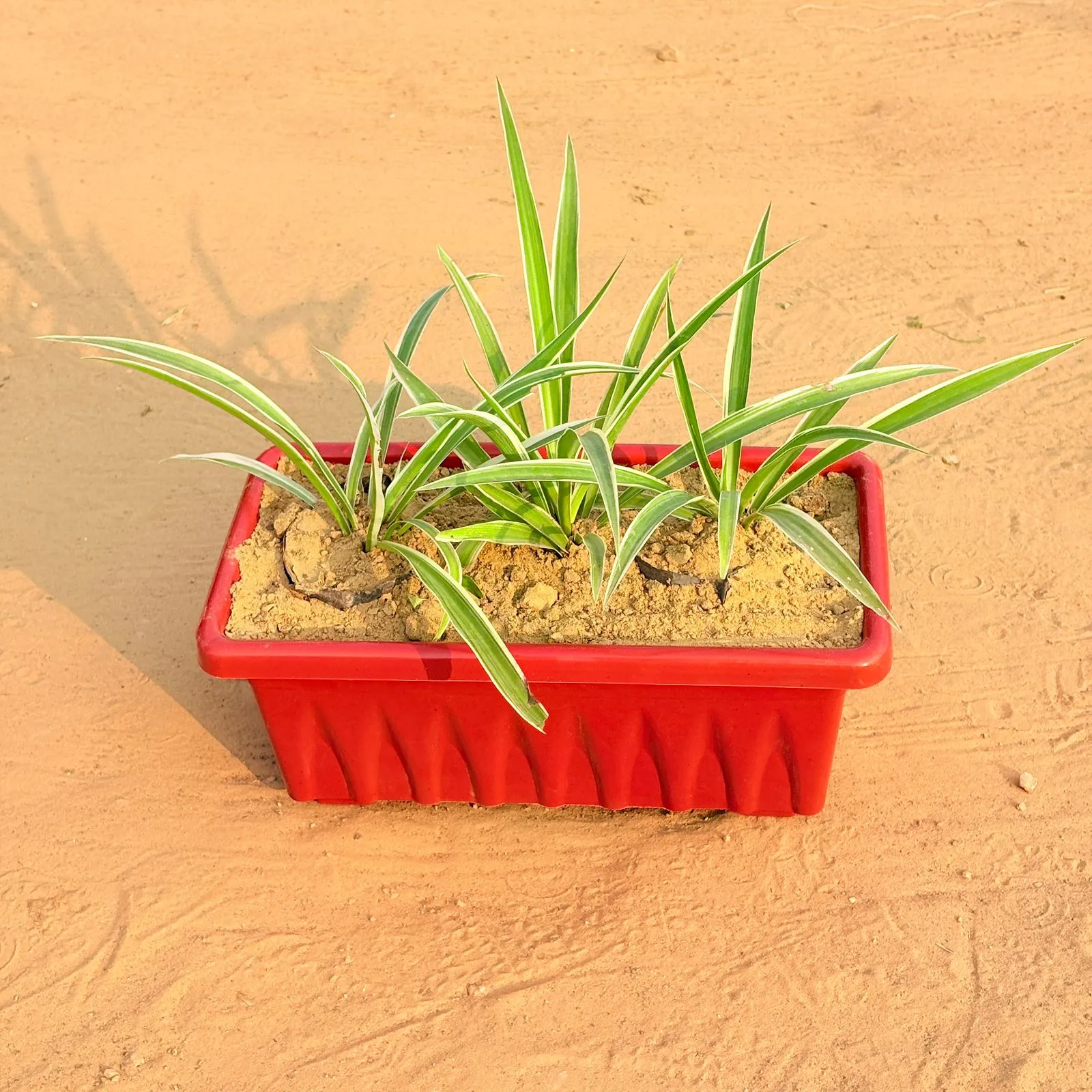 Three Spider Plant in 14 Inch Red Premium Jupiter Rectangular Window Planter