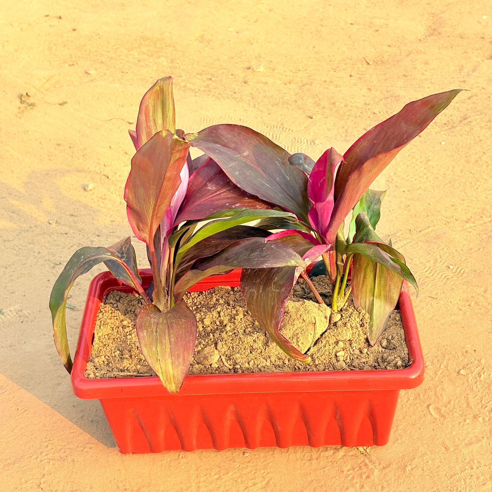 Three Dracaena Rosea in 14 Inch Red Premium Jupiter Rectangular Window Planter