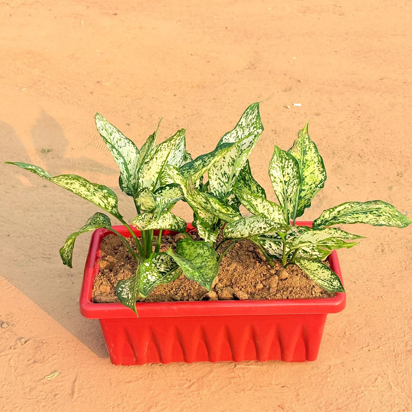 Three Aglaonema Snow White in 14 Inch Red Premium Jupiter Rectangular Window Planter