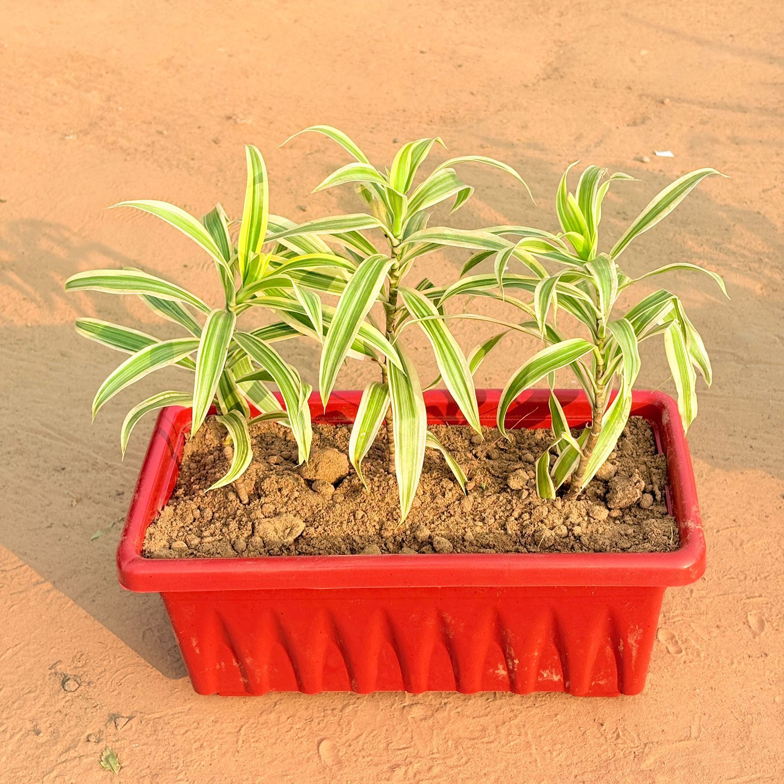Three Song of India in 14 Inch Red Premium Jupiter Rectangular Window Planter