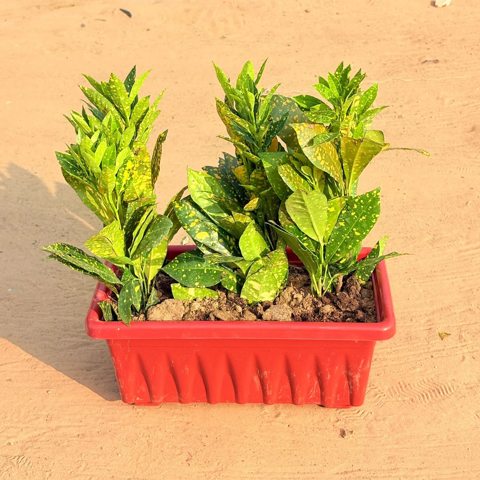 Three Baby Croton in 14 Inch Red Premium Jupiter Rectangular Window Planter