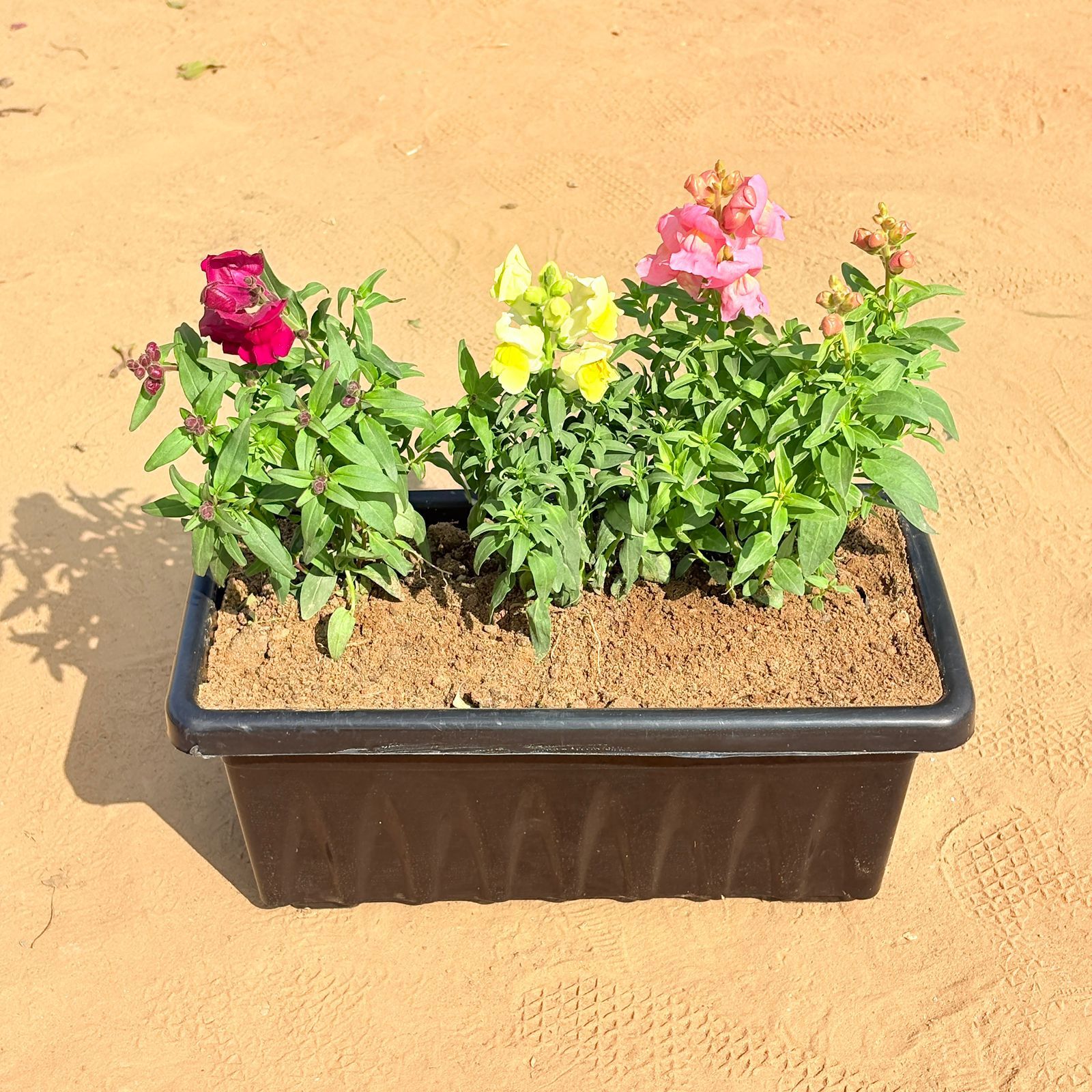 Three Antirrhinum Majus / Dog Flower (any colour) in 14 Inch Black Premium Jupiter Rectangular Window Plastic Pot