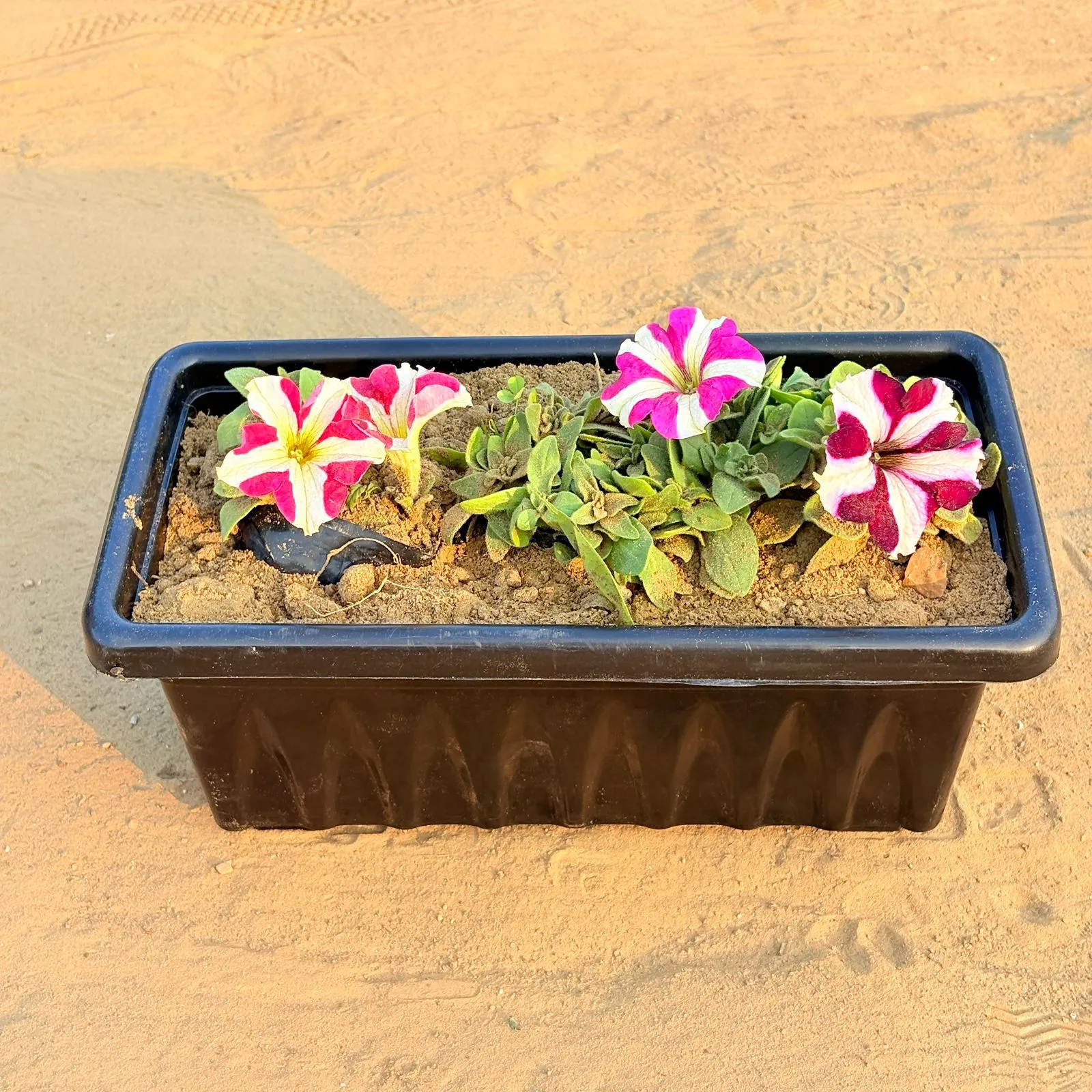 Three Petunia (any colour) in 14 Inch Black Premium Jupiter Rectangular Window Plastic Pot