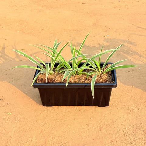 Three Spider Plant in 14 Inch Live Plant Black Premium Jupiter Rectangular Window Plastic Pot