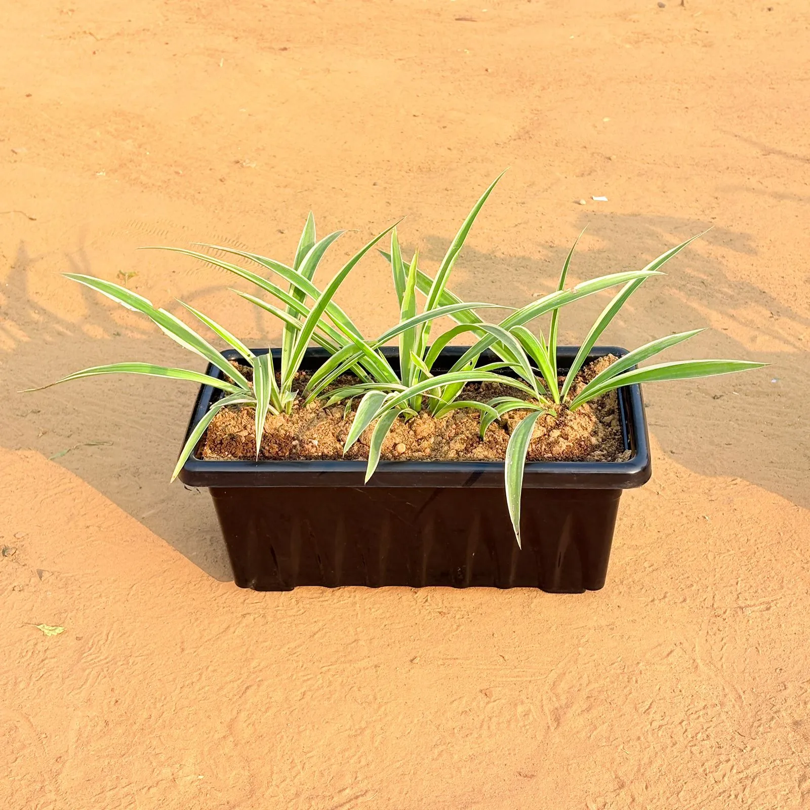 Three Spider Plant in 14 Inch Black Premium Jupiter Rectangular Window Plastic Pot