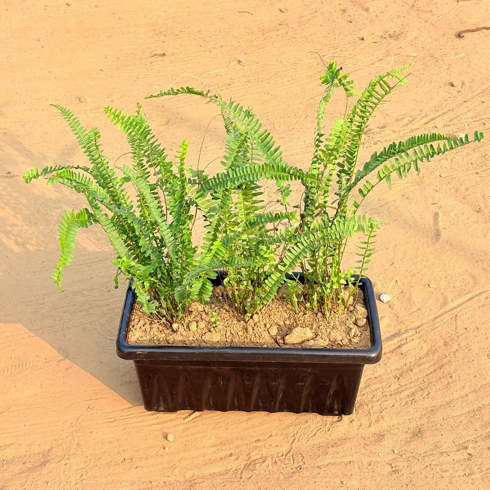 Three Fern Green in 14 Inch Black Premium Jupiter Rectangular Window Plastic Pot