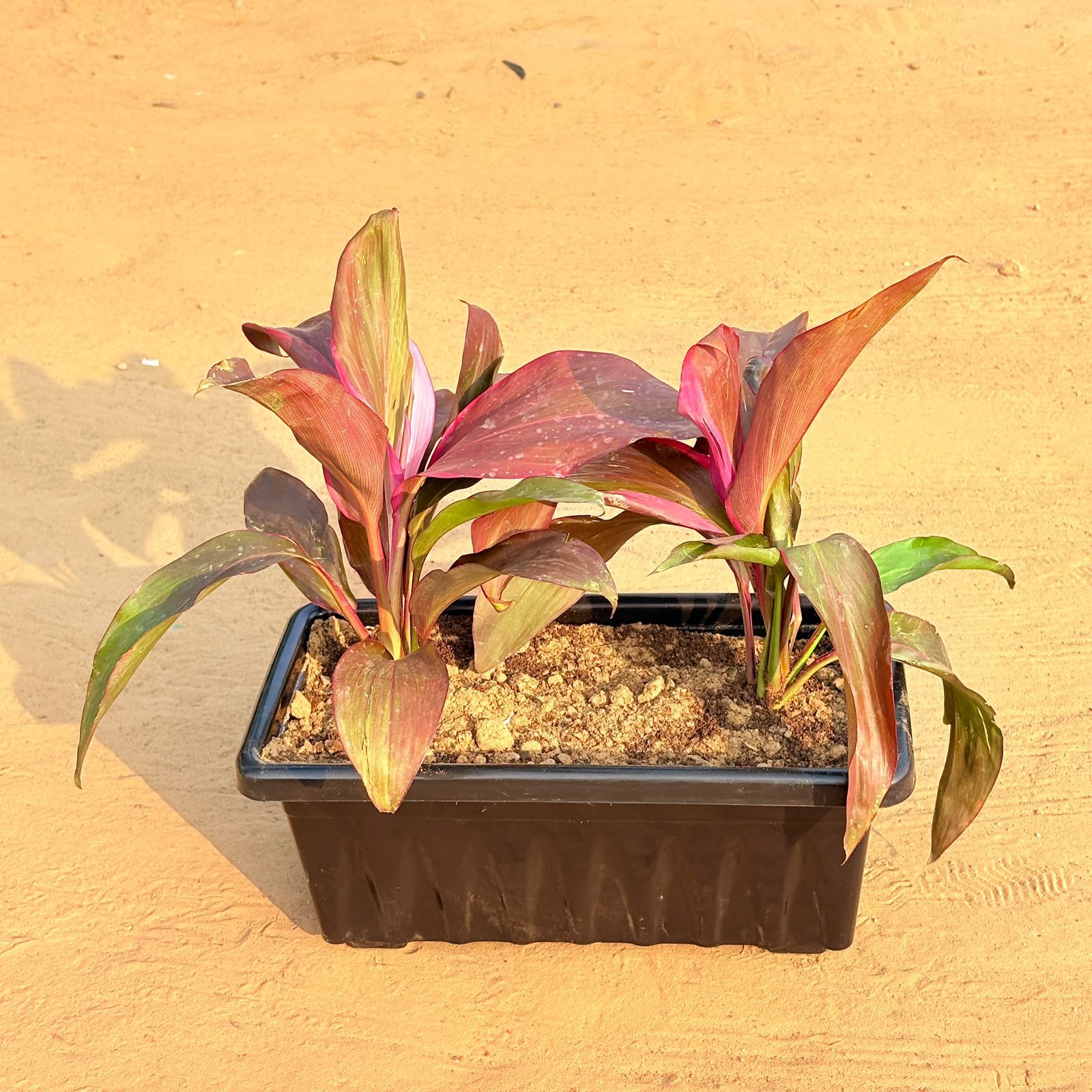 Three Dracaena Rosea in 14 Inch Black Premium Jupiter Rectangular Window Plastic Pot