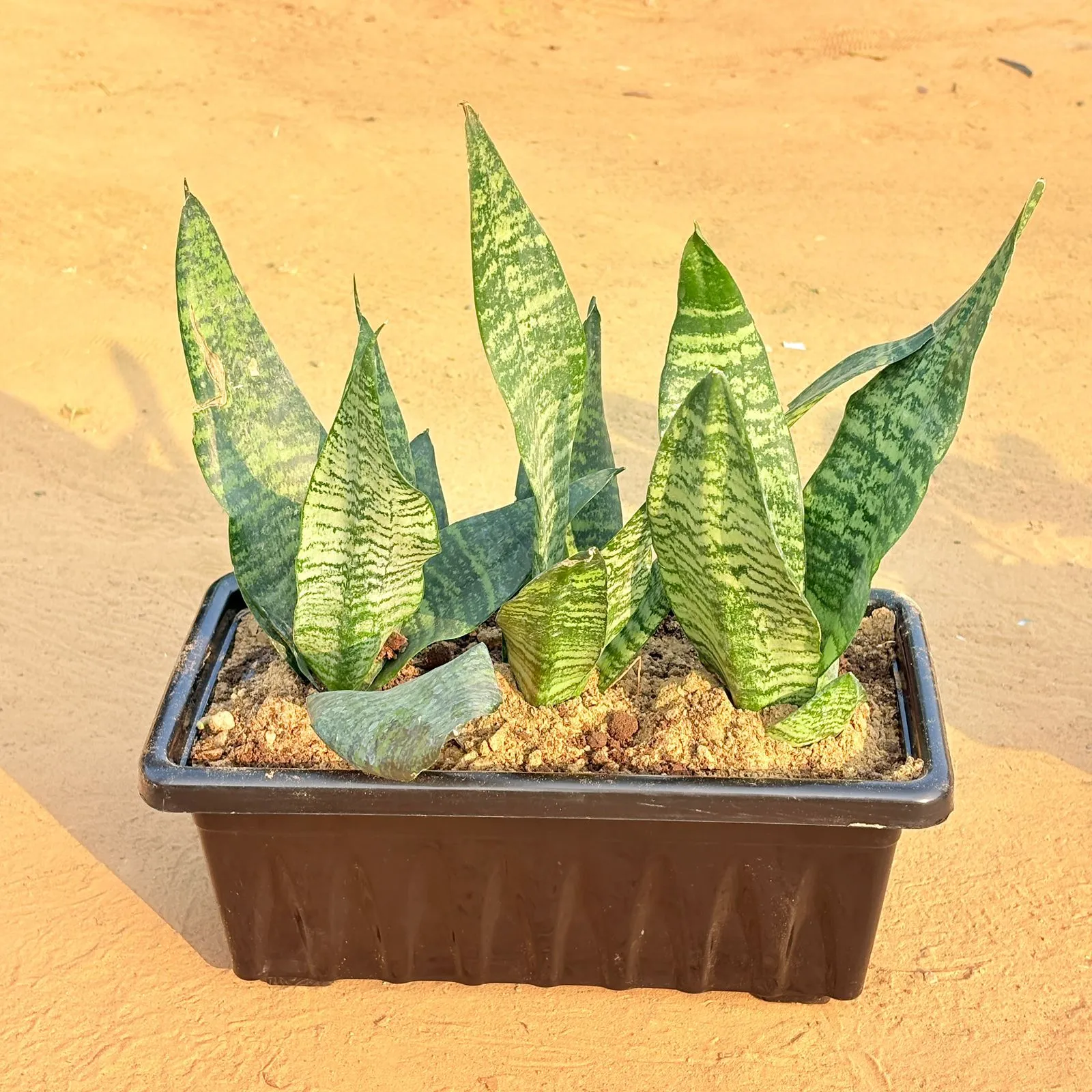 Three Snake Superba Emerald in 14 Inch Black Premium Jupiter Rectangular Window Plastic Pot
