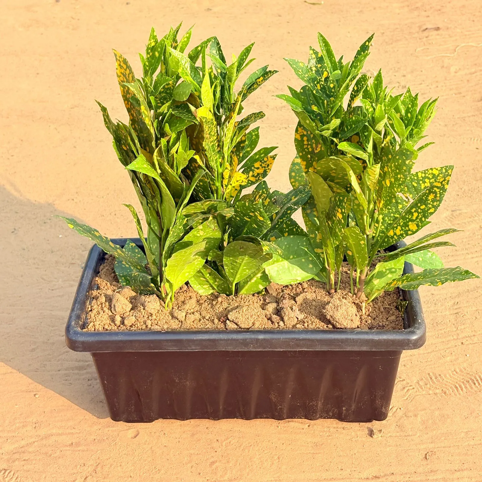 Three Baby Croton in 14 Inch Black Premium Jupiter Rectangular Window Plastic Pot