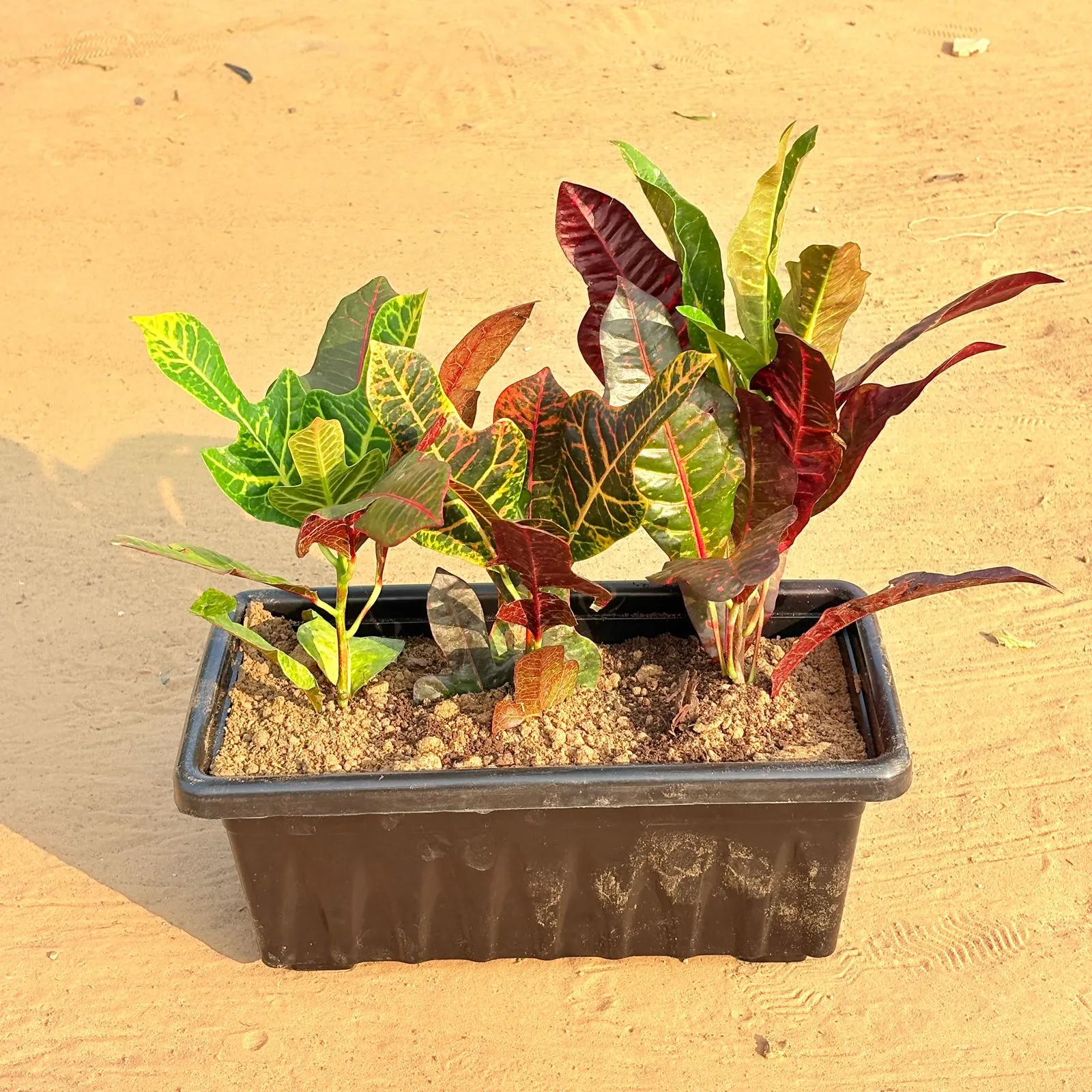 Three Croton Oakleaf in 14 Inch Black Premium Jupiter Rectangular Window Plastic Pot