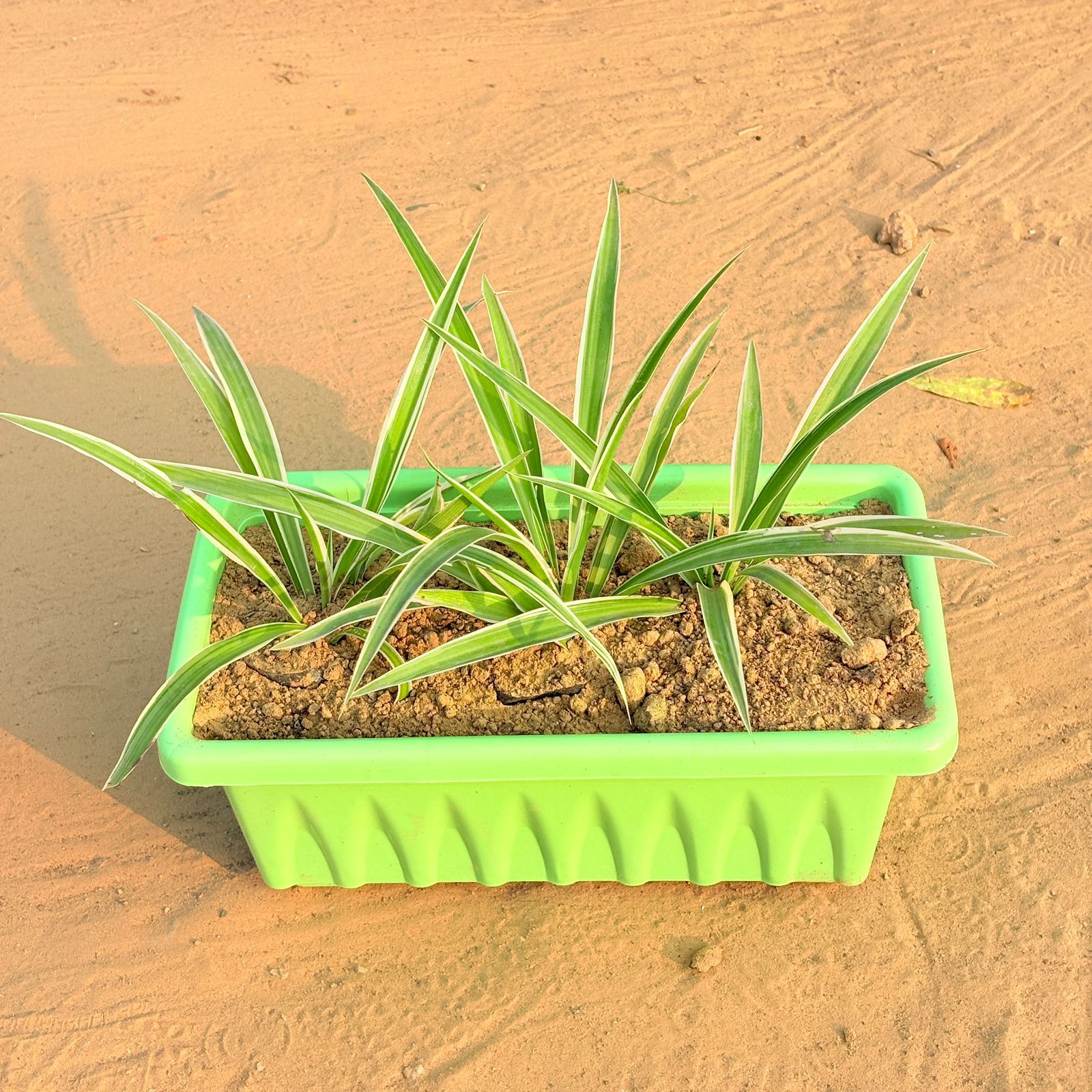 Three Spider Plant in 14 Inch Green Premium Jupiter Rectangular Window Planter