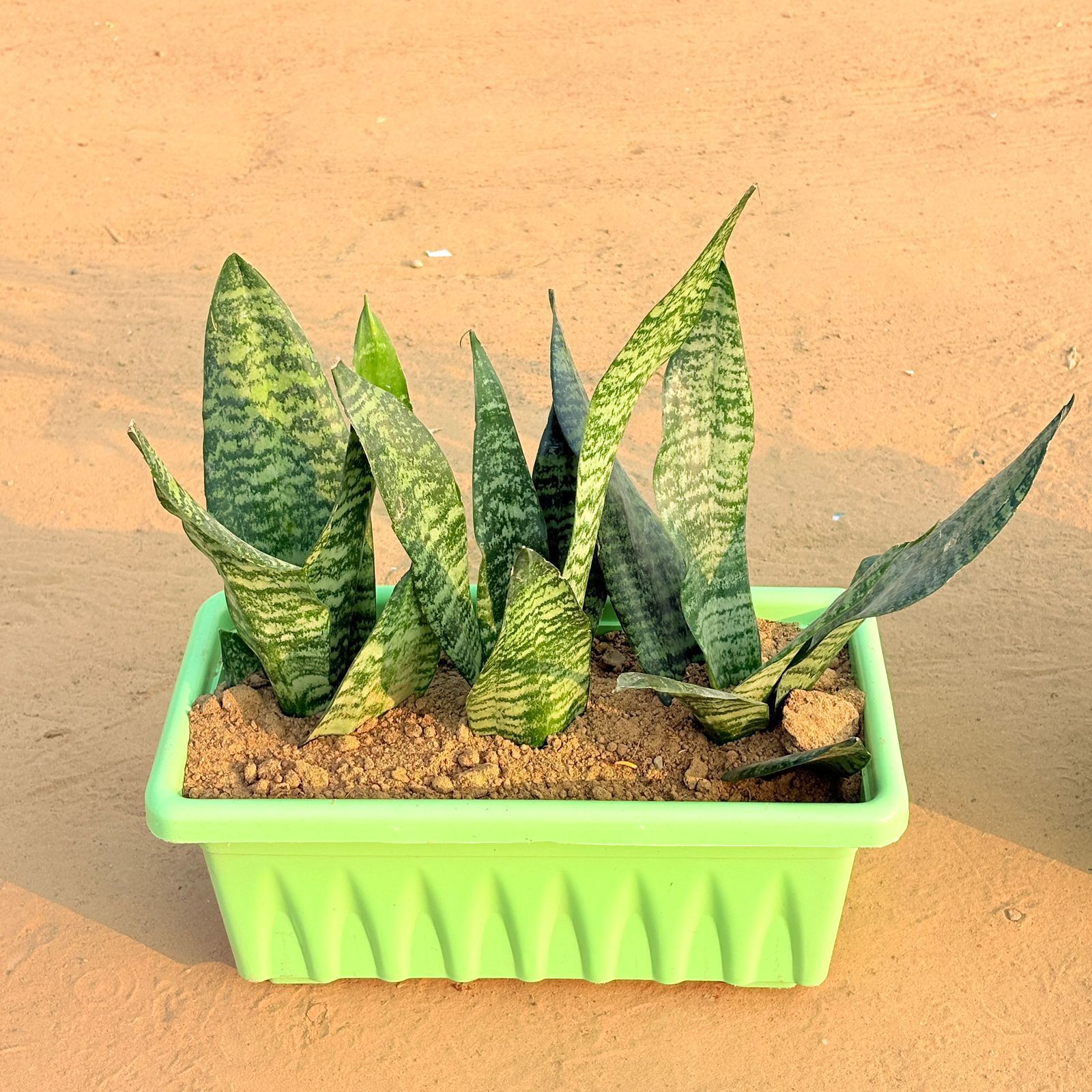 Three Snake Superba Emerald in 14 Inch Green Premium Jupiter Rectangular Window Planter