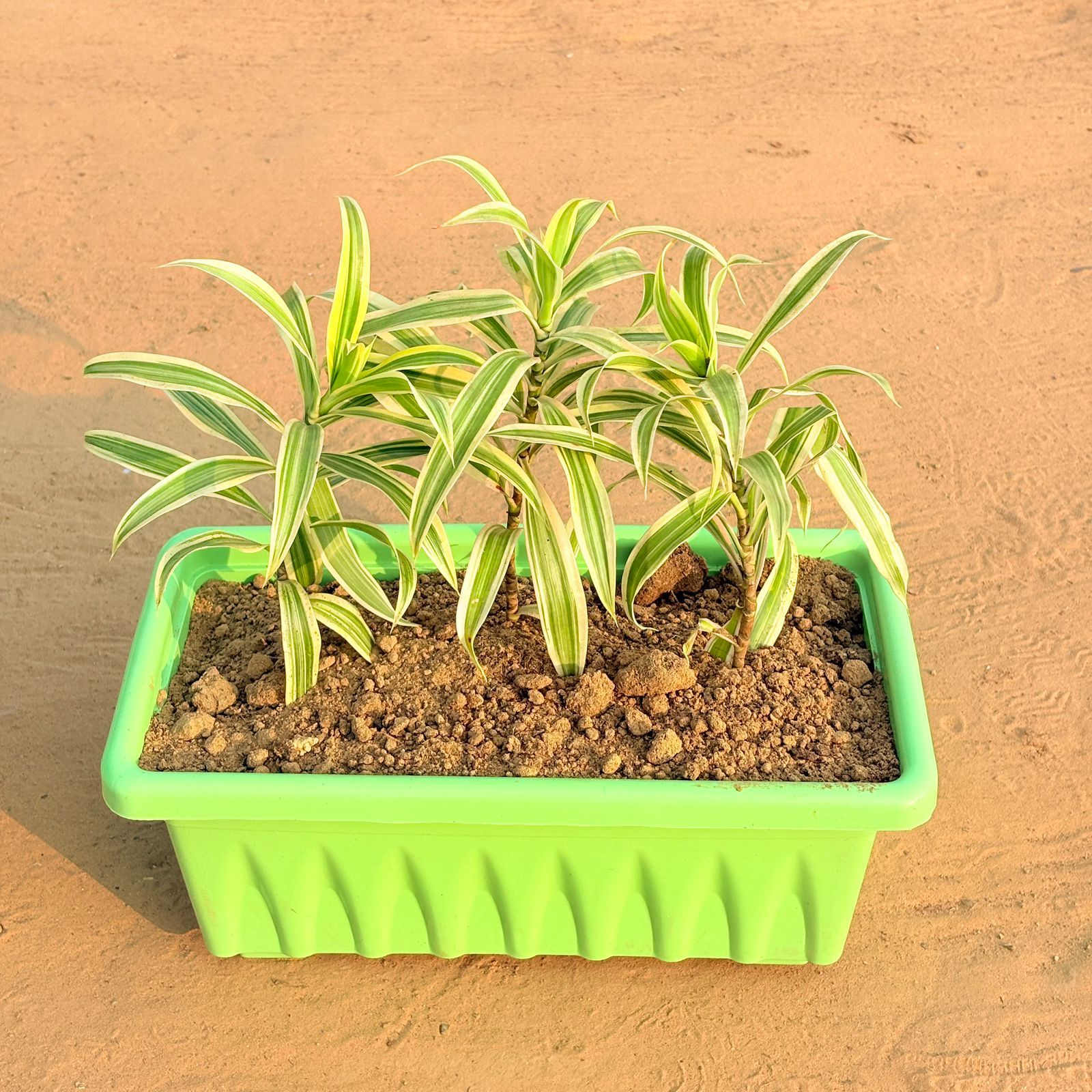 Three Song of India in 14 Inch Green Premium Jupiter Rectangular Window Planter