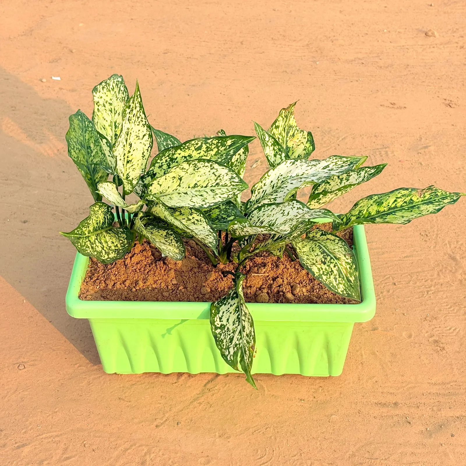 Three Aglaonema Snow White in 14 Inch Green Premium Jupiter Rectangular Window Planter