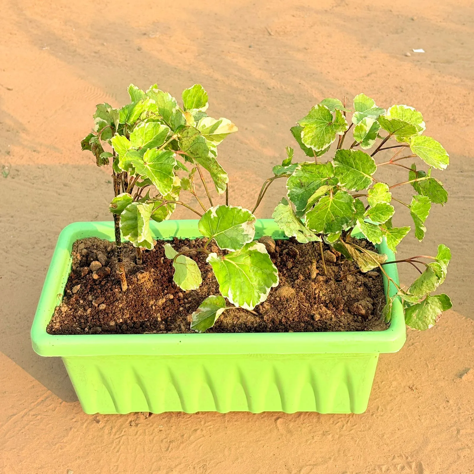 Three Aralia Dinner Plate in 14 Inch Green Premium Jupiter Rectangular Window Planter