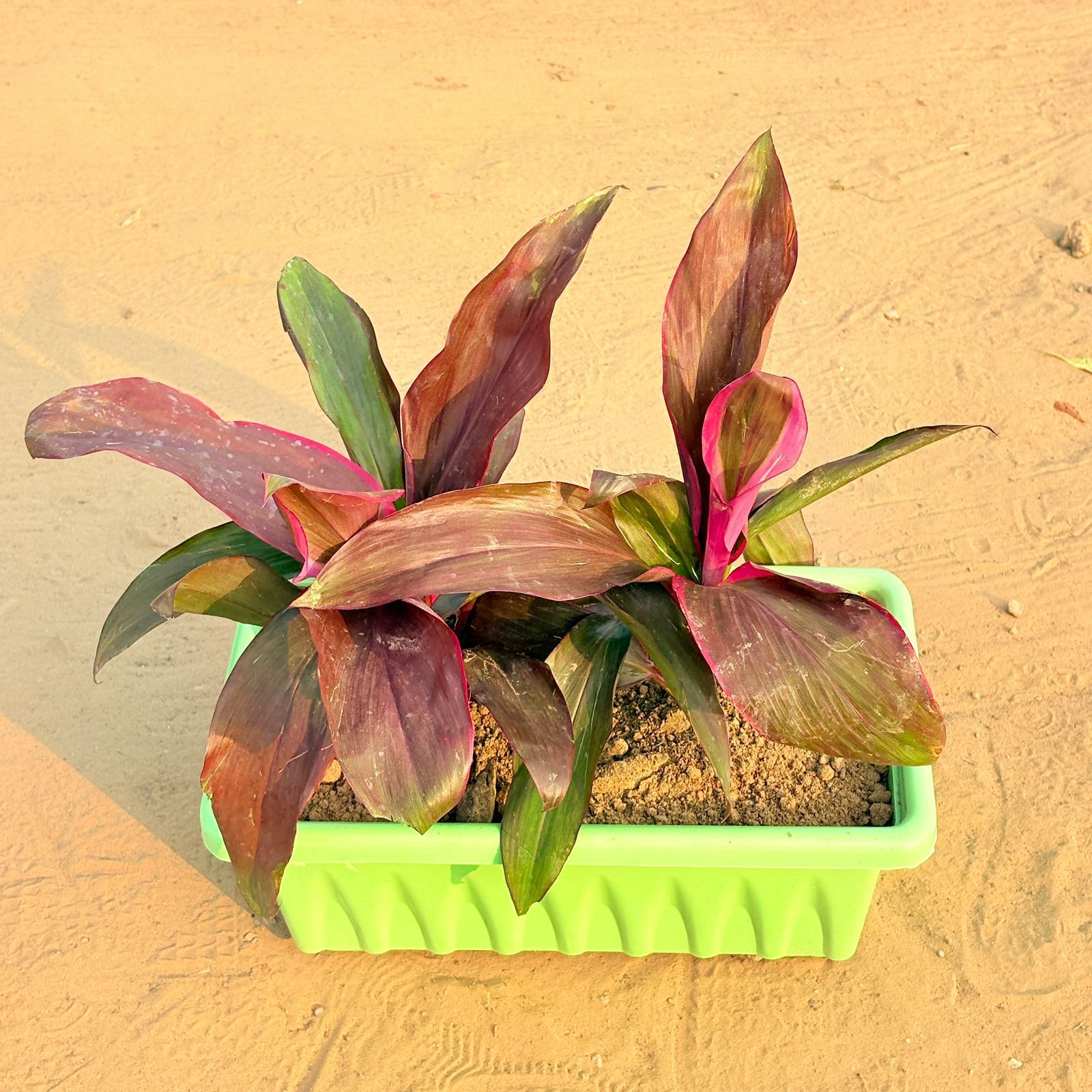 Three Dracaena Rosea in 14 Inch Green Premium Jupiter Rectangular Window Planter