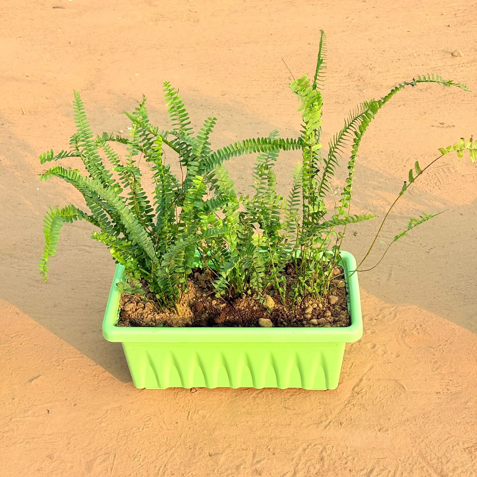 Three Fern Green in 14 Inch Green Premium Jupiter Rectangular Window Planter