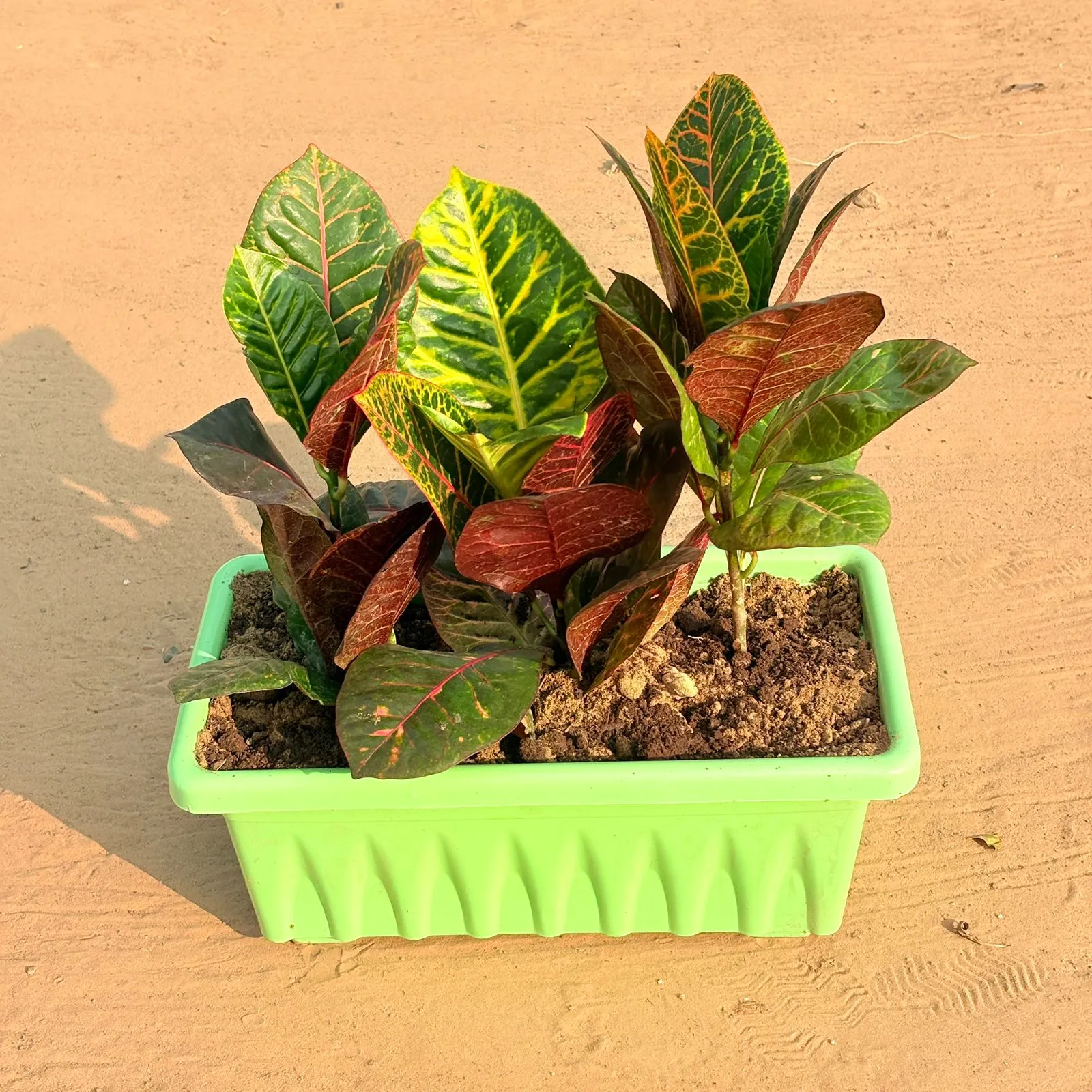 Three Croton Petra Red in 14 Inch Green Premium Jupiter Rectangular Window Planter
